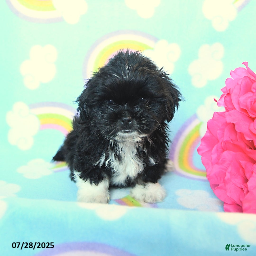 Teddy Bear dogs for sale: Snickers - Image 2