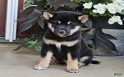 Shiba Inu dogs for sale: Reagen - Image 2