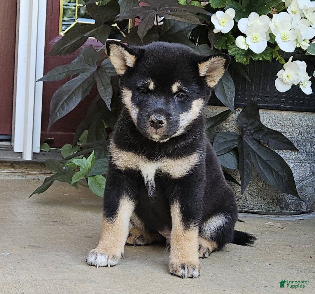 Shiba Inu dogs for sale: Reagen - Image 2
