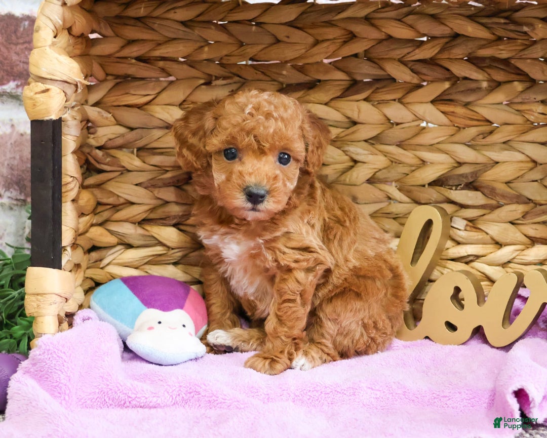 Miniature Poodle dogs for sale: Gabriela - Image 1