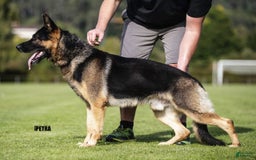 German Shepherd dogs for sale: Questa - Listing for pets: Questa - Image 3
