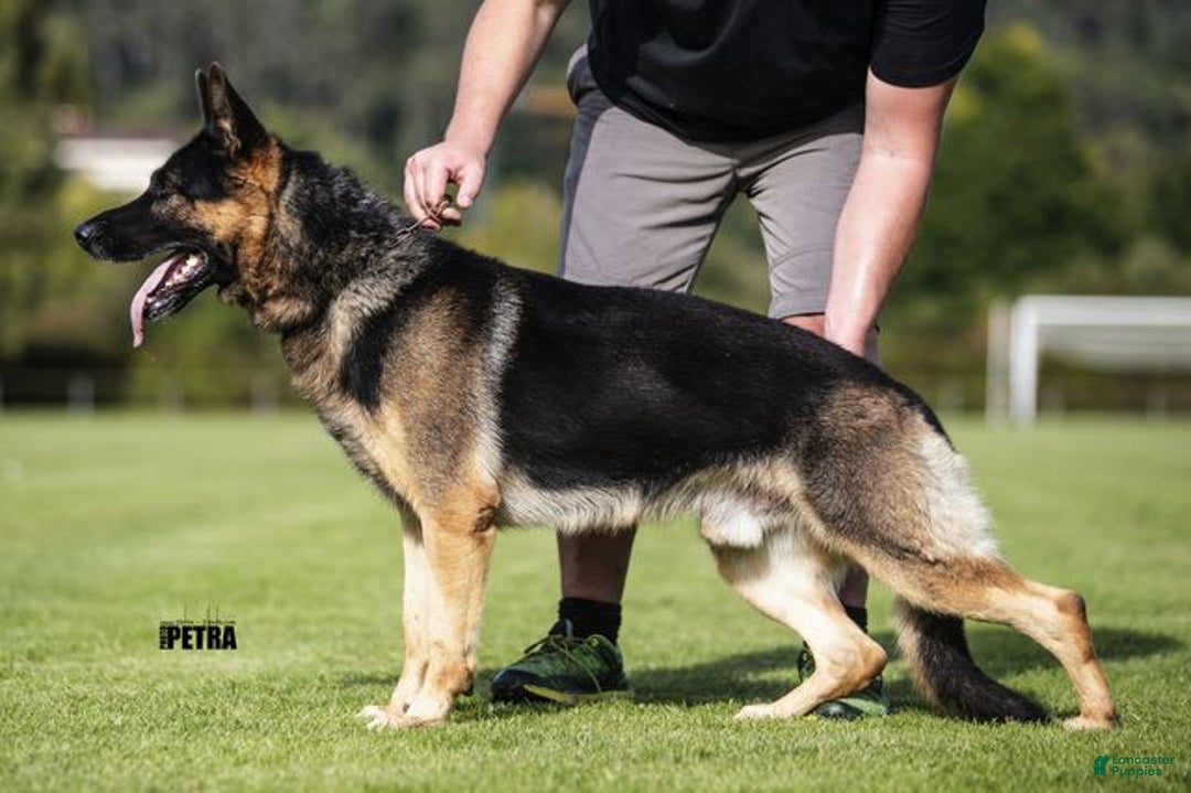 German Shepherd dogs for sale: Questa - Listing for pets: Questa - Image 3