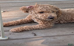 Bichpoo dogs for sale: Piper - Image 8