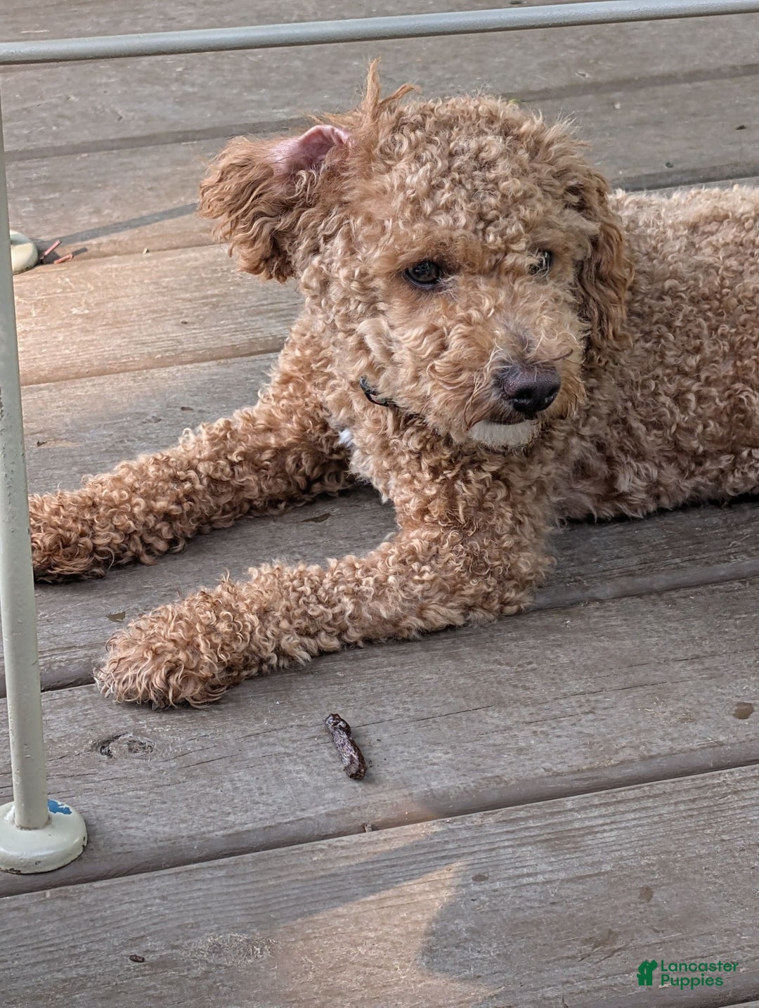 Bichpoo dogs for sale: Piper - Image 8