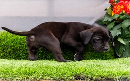 Great Dane dogs for sale: Krista - Image 5