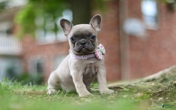 Frenchton dogs for sale: Nancy - Image 5