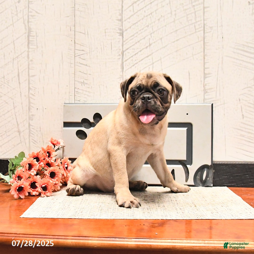 Pug dogs for sale: Poppy - Image 1
