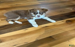 Australian Shepherd dogs for sale: Zoey - Image 2
