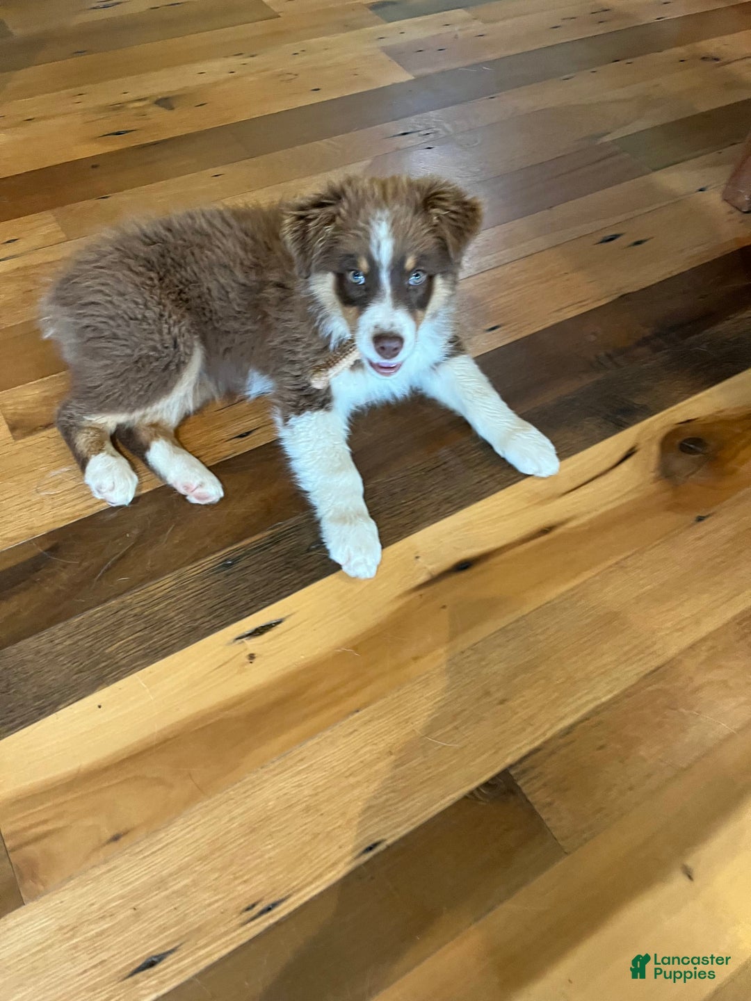 Australian Shepherd dogs for sale: Zoey - Image 2