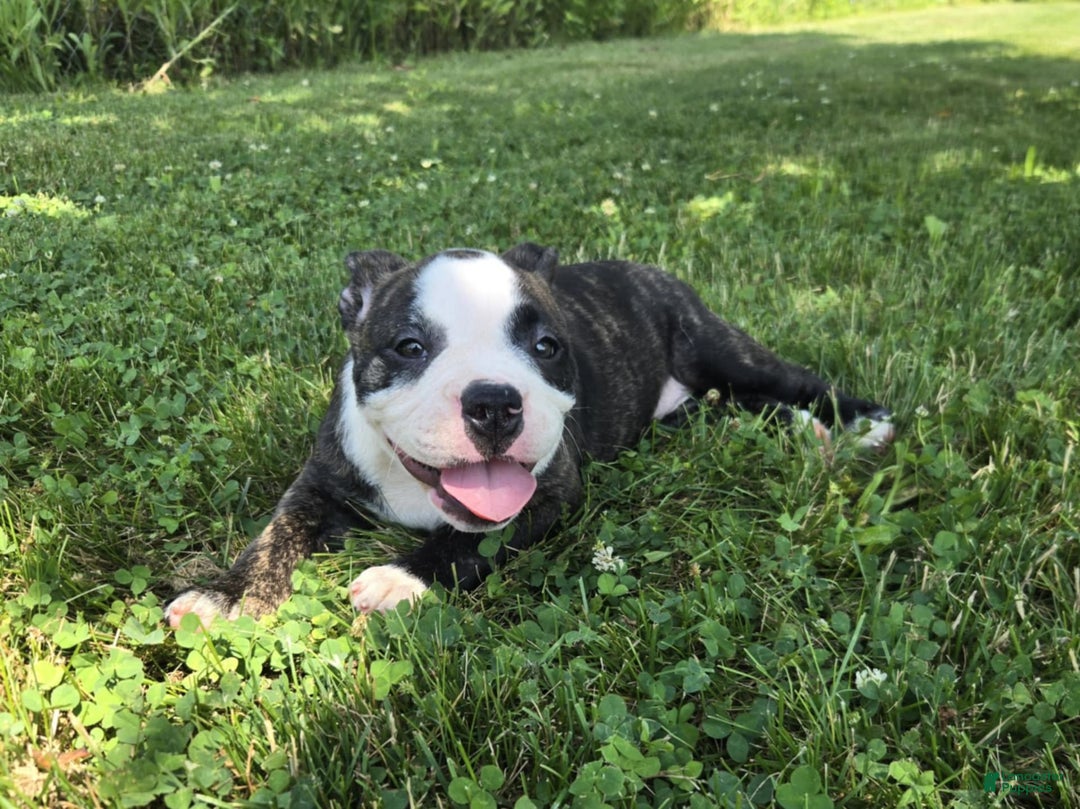 Olde English Bulldogge dogs for sale: Jp - Image 3
