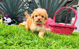 Toy Poodle dogs for sale: Juliet - Image 3