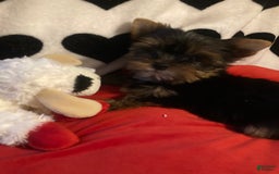 Yorkshire Terrier dogs for sale: Benson - Image 3