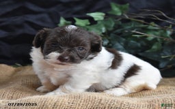 Cavapoo dogs for sale: Addilynn - Image 4
