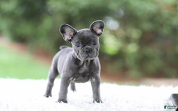 French Bulldog dogs for sale: Violet - Image 5