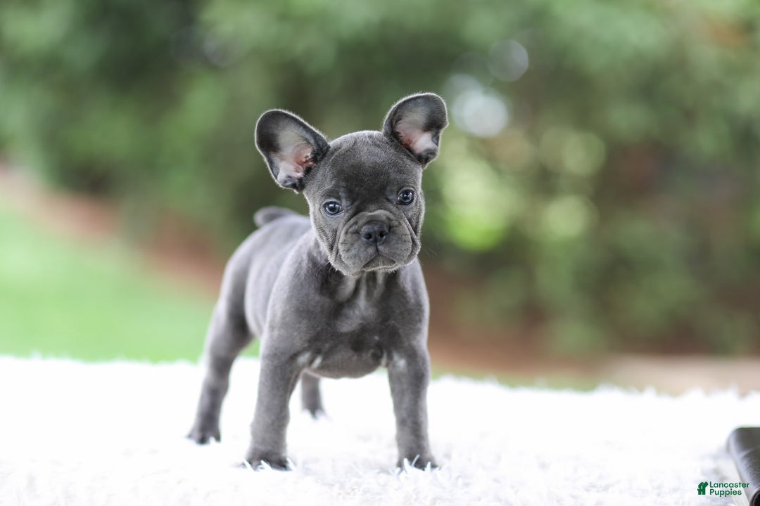 French Bulldog dogs for sale: Violet - Image 5