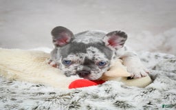 French Bulldog dogs for sale: French Bulldog 6 puppies - Image 23
