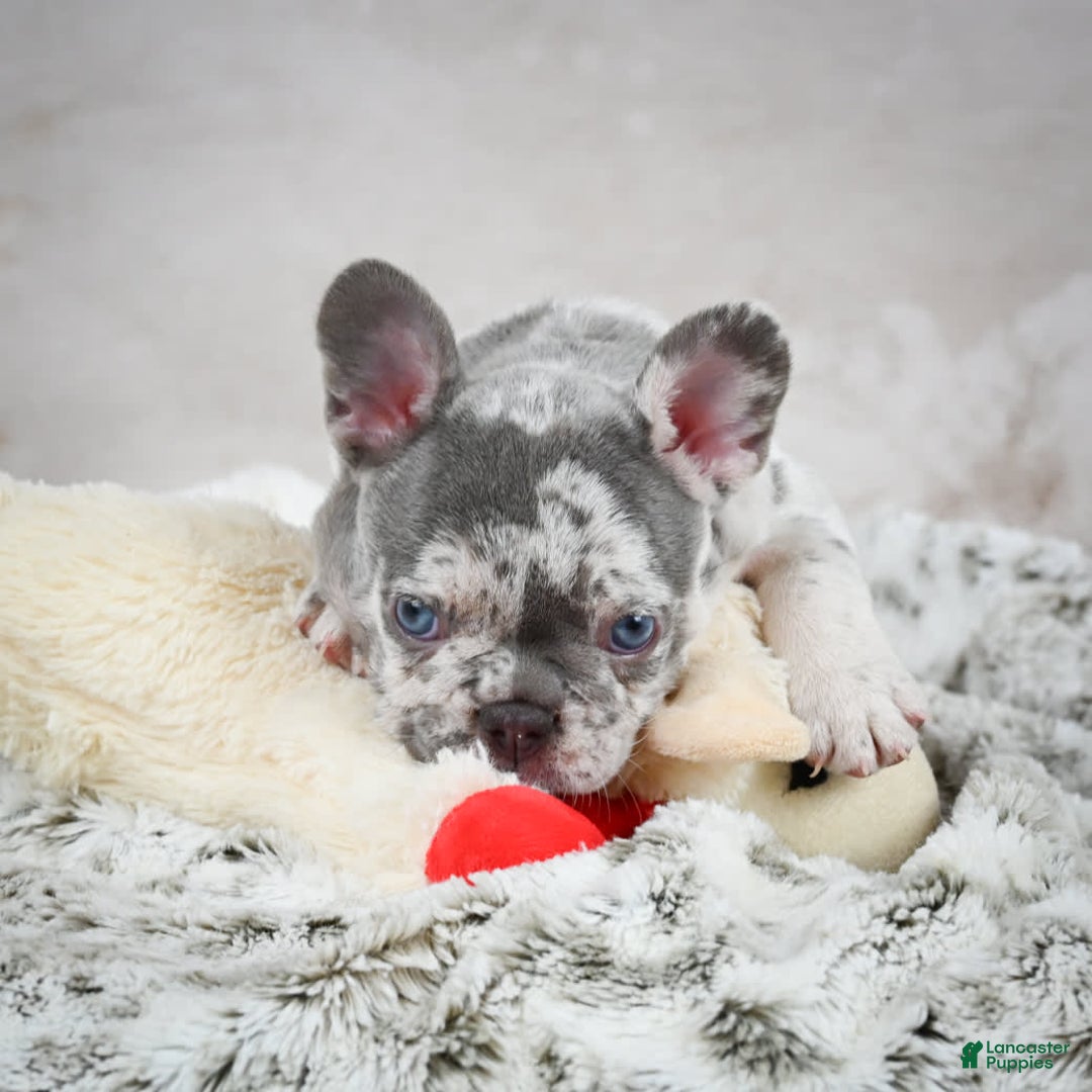 French Bulldog dogs for sale: French Bulldog 6 puppies - Image 23