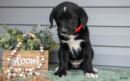 Bernedoodle dogs for sale: Kate - Image 1