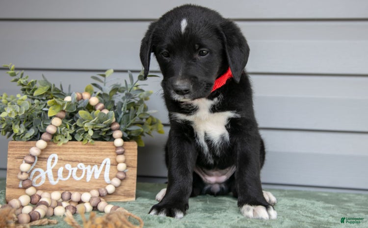 Bernedoodle dogs for sale - Ad 1