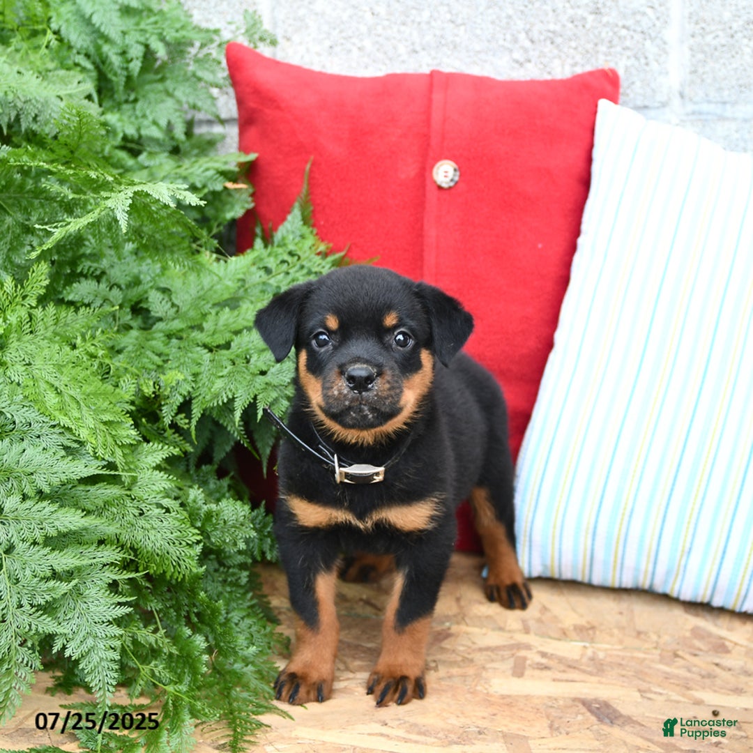 Rottweiler dogs for sale: Roxanne - Image 4