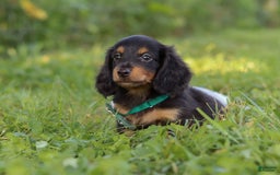 Miniature Dachshund dogs for sale: Scott - Image 5