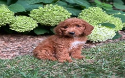 Mini Goldendoodle dogs for sale: Pebbles - Image 5