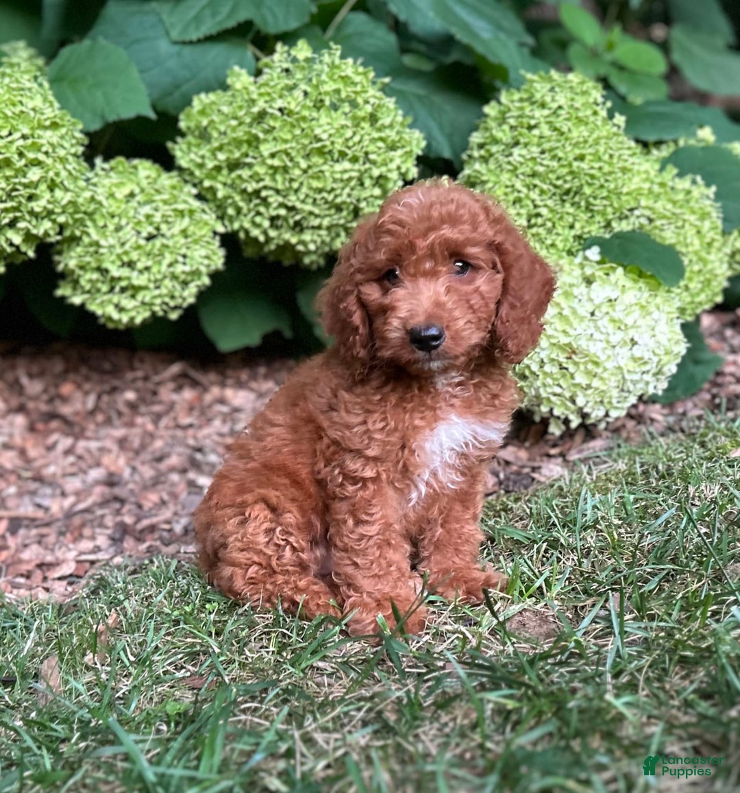 Mini Goldendoodle dogs for sale: Pebbles - Image 5