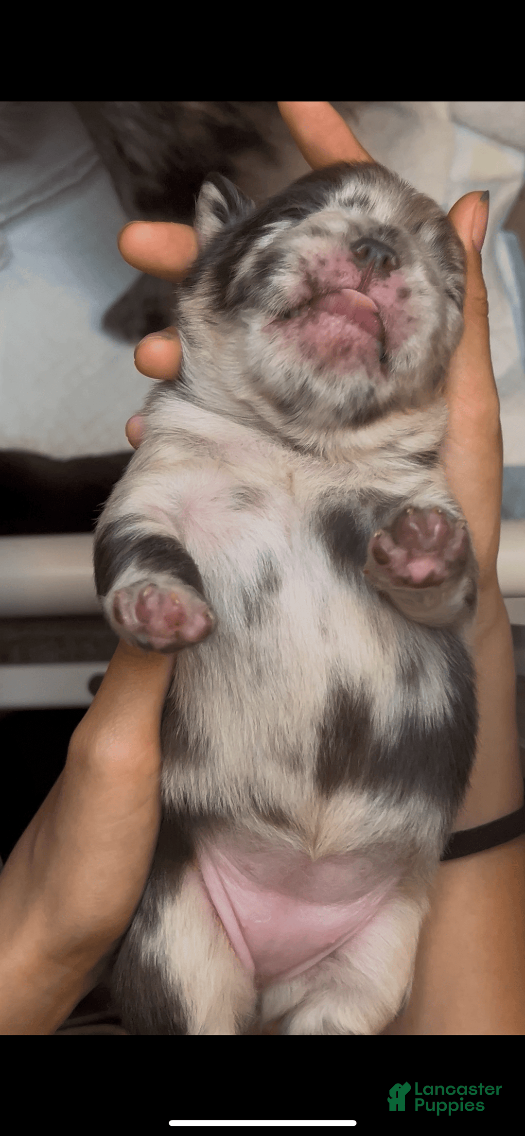 French Bulldog dogs for sale: Sour Patch The Fluffy - Image 7