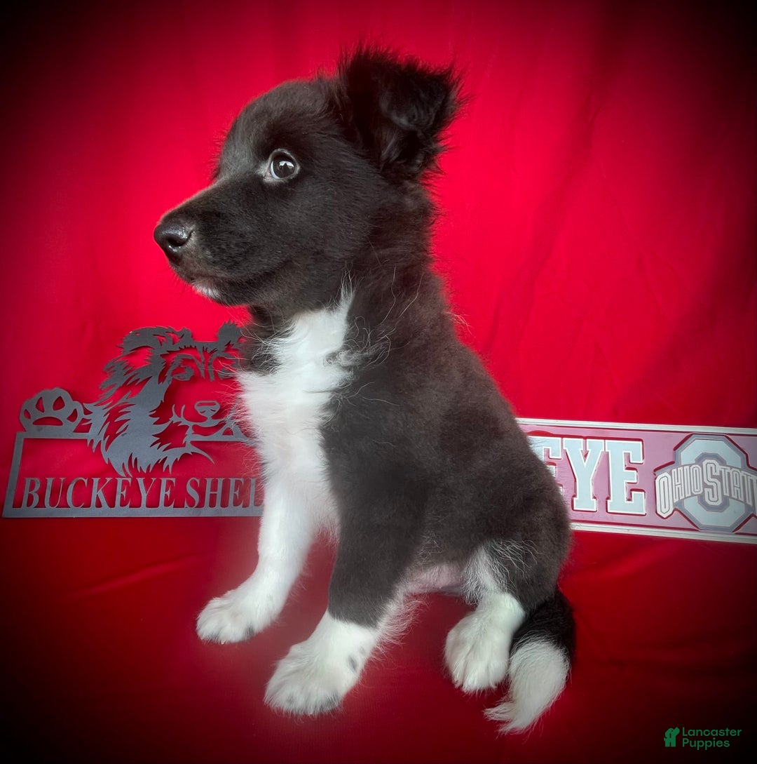 Shetland Sheepdog dogs for sale: Bi-black 6 - Image 3