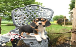 Beagle dogs for sale: Aubrey - Image 5