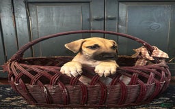 Great Dane dogs for sale: Rufus - Image 1