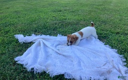 Jack Russell Terrier dogs for sale: Jed - Image 3