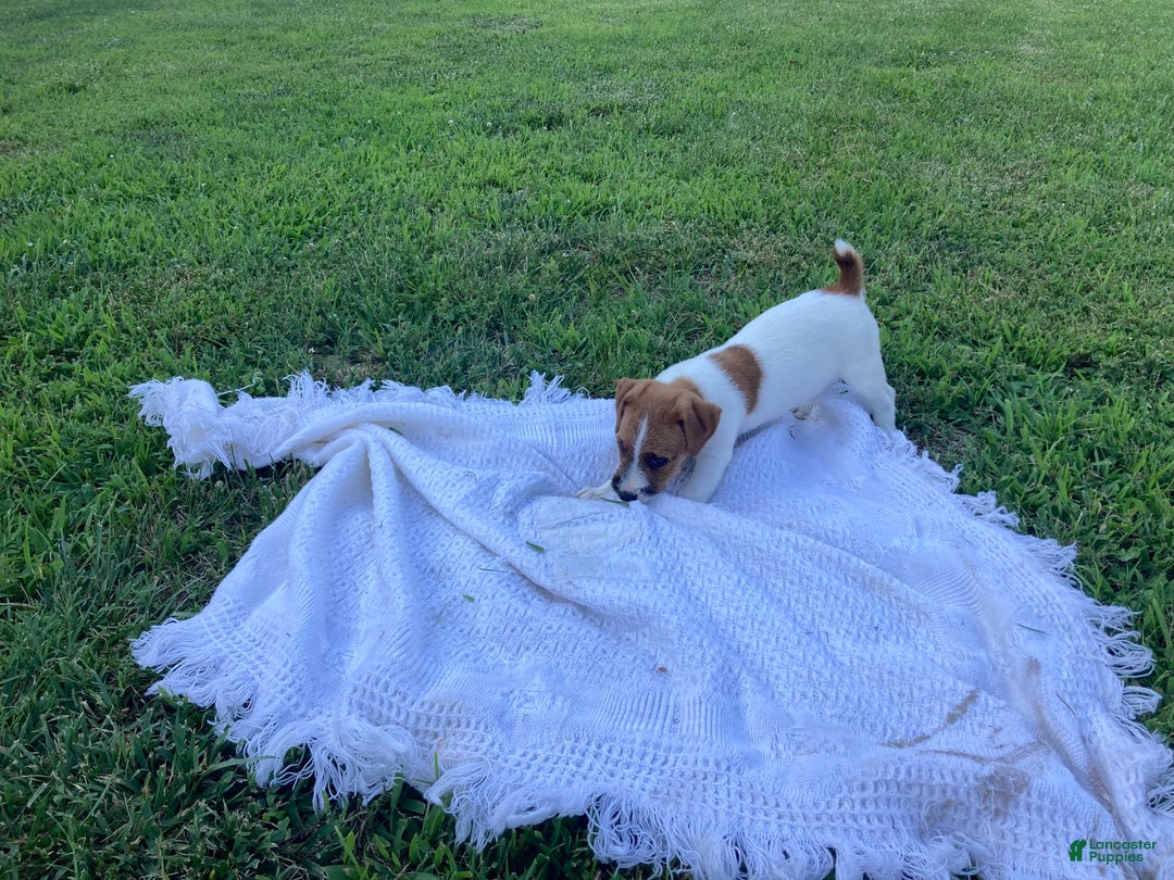 Jack Russell Terrier dogs for sale: Jed - Image 3
