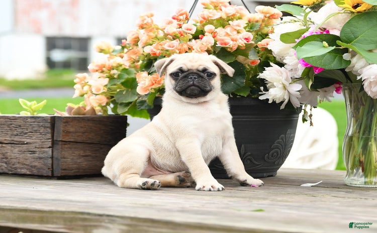 Pug dogs for sale - Ad 2