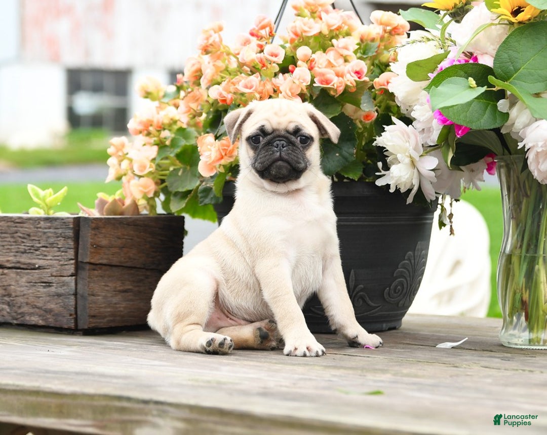 Pug dogs for sale: Cain - Image 3