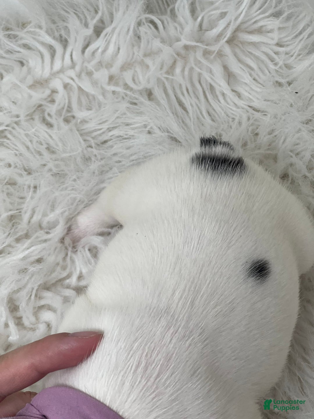 French Bulldog dogs for sale: Millie - Image 1