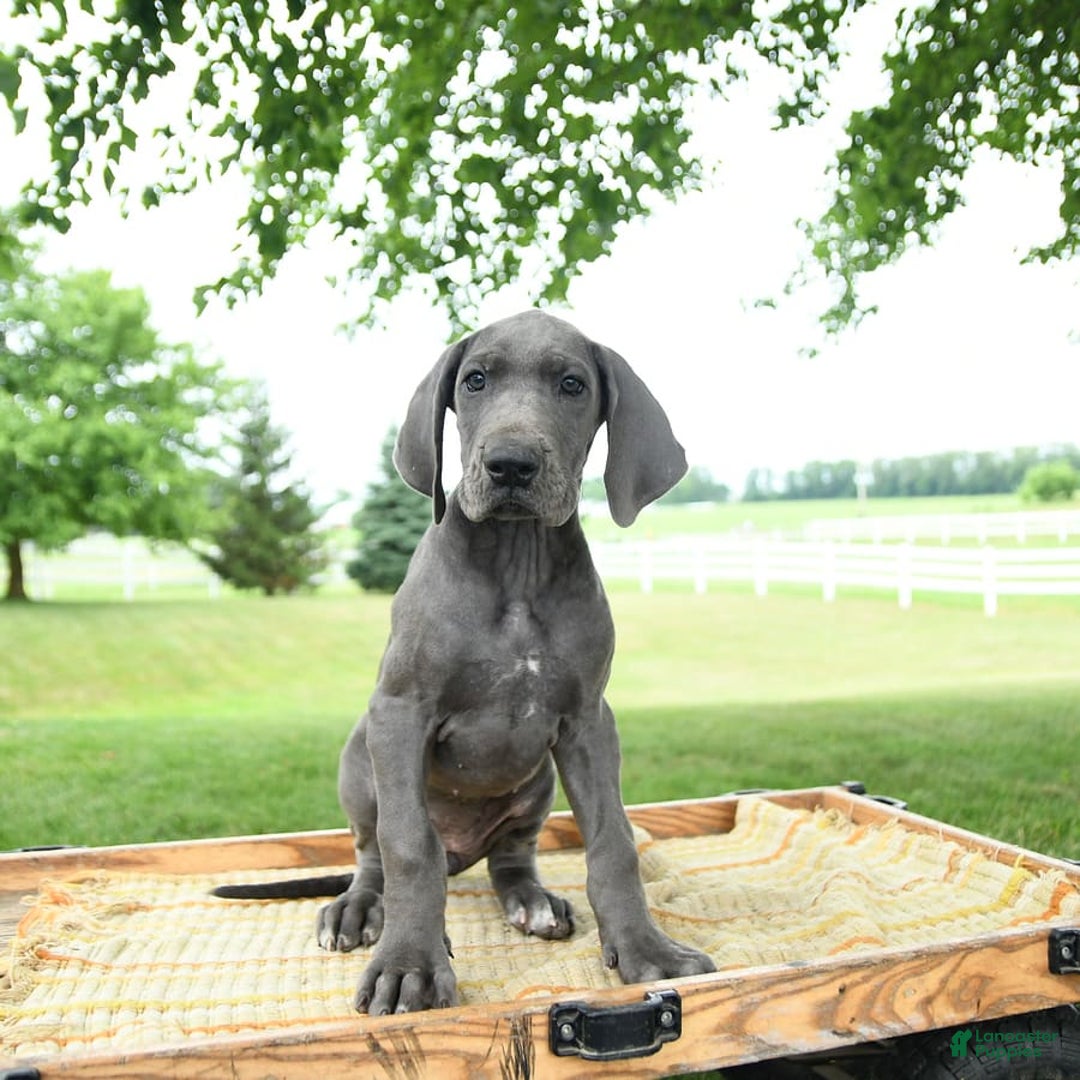 Great Dane dogs for sale: Dove - Image 6