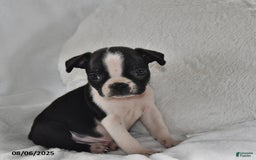 Boston Terrier dogs for sale: Benny - Image 2