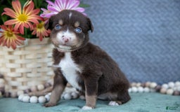 Miniature Australian Shepherd dogs for sale: Gracie - Image 1