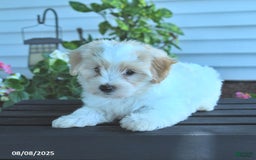 Maltipoo dogs for sale: Bobbie - Image 3