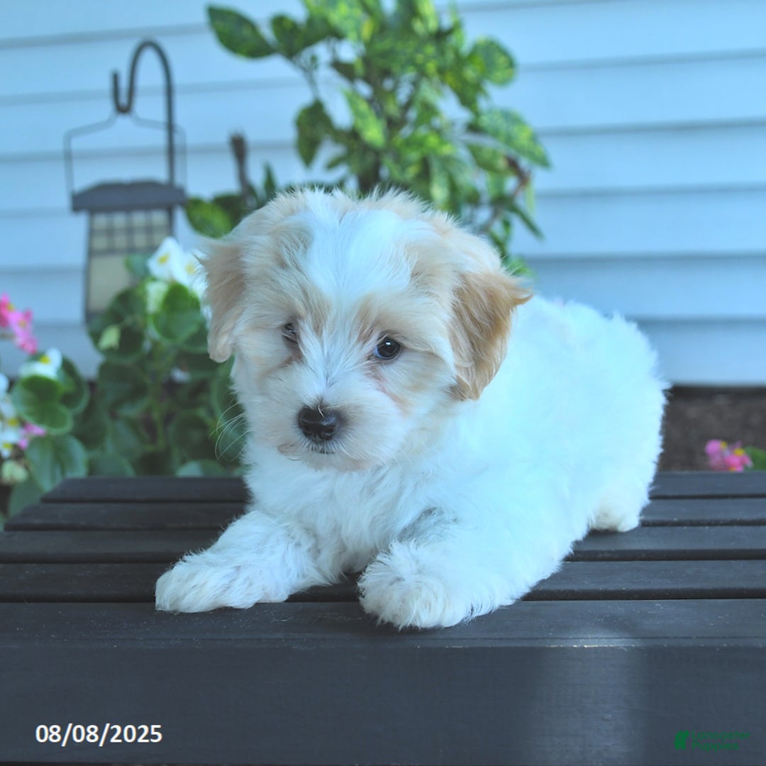 Maltipoo dogs for sale: Bobbie - Image 3