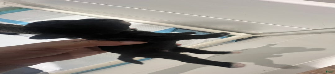 Jet