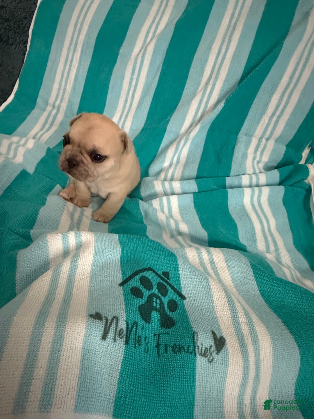 French Bulldog dogs for sale: Akc Cream Black Mask Spot - Image 12