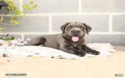 Cane Corso dogs for sale: Iris - Image 9