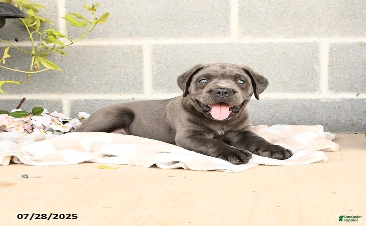 Cane Corso dogs for sale - Ad 5