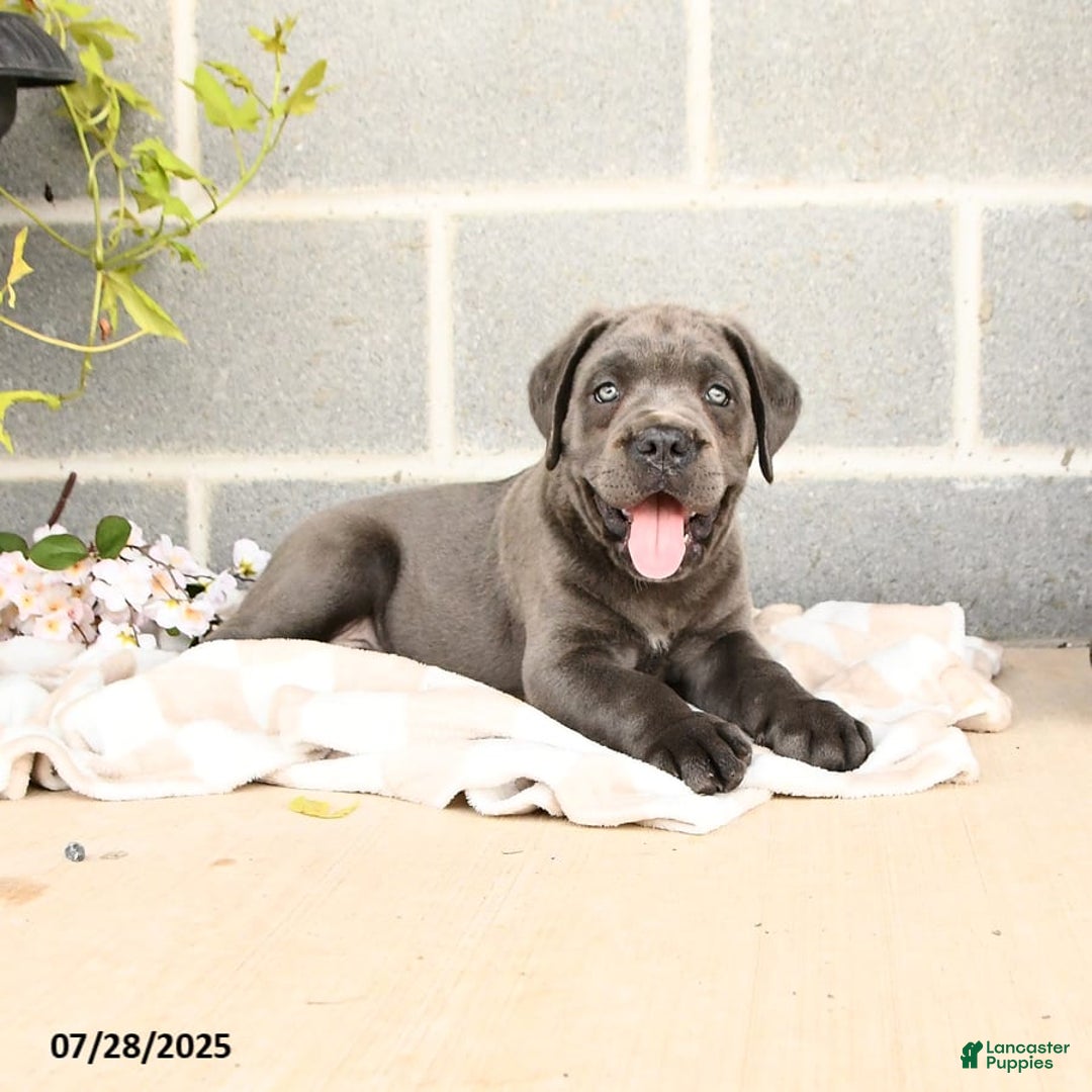 Cane Corso dogs for sale: Iris - Image 9