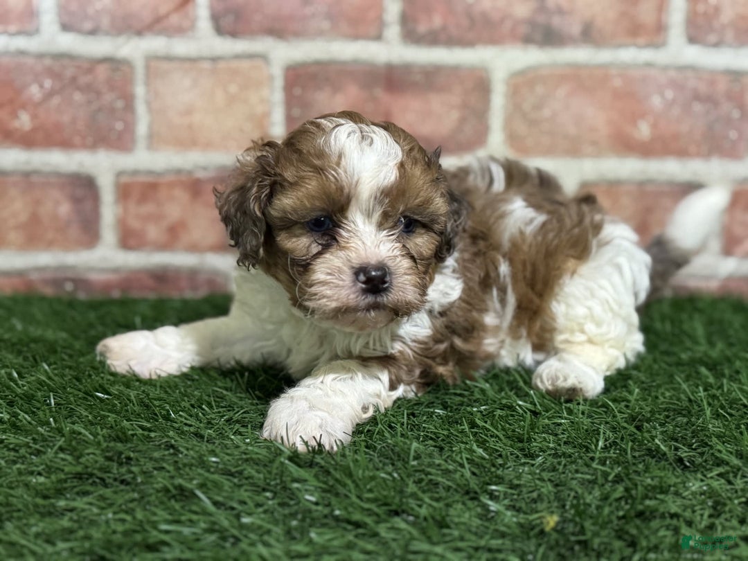 Shihpoo dogs for sale: Biscuit - Image 8
