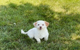 Lhasa Apso dogs for sale: Honey - Image 15