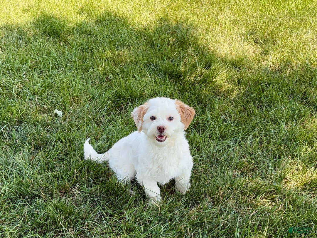 Lhasa Apso dogs for sale: Honey - Image 15