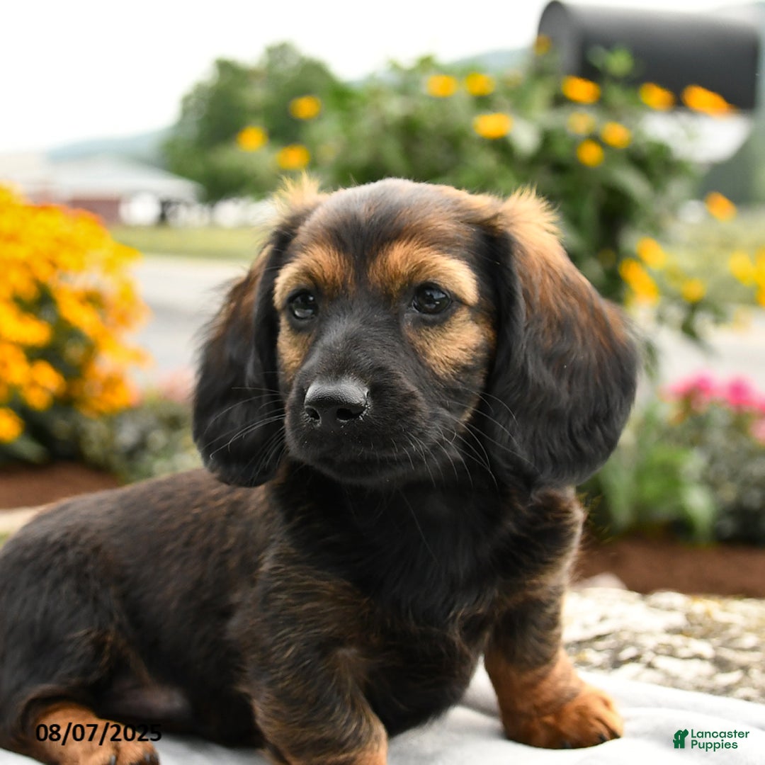 Miniature Dachshund dogs for sale: Caramel - Image 5